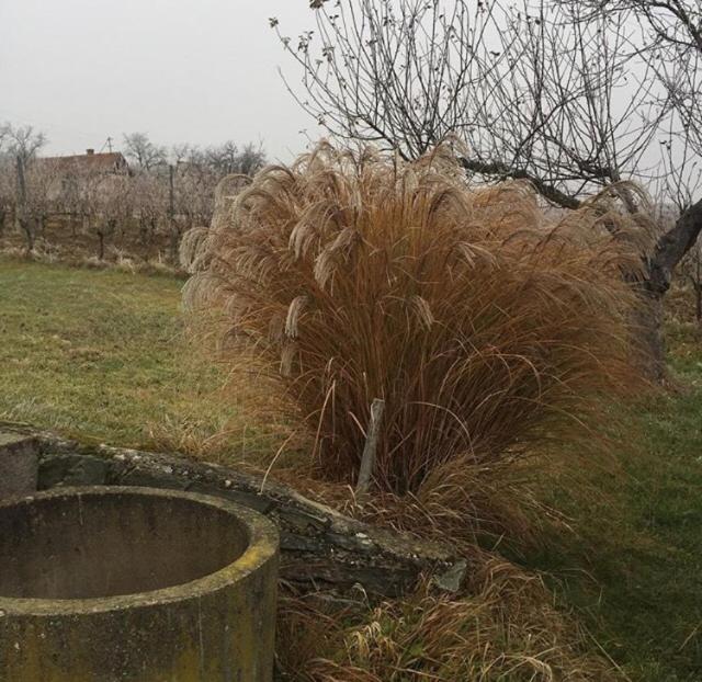 Fotografie z fotogalerie ubytování Altes Presshaus v destinaci Eberau