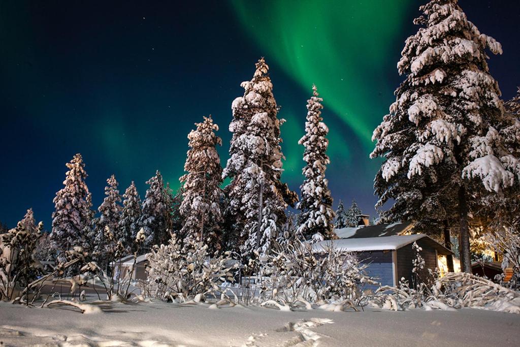 une aurore boralis sur un groupe d'arbres et une maison dans l'établissement Terra Ultima, à Rovaniemi