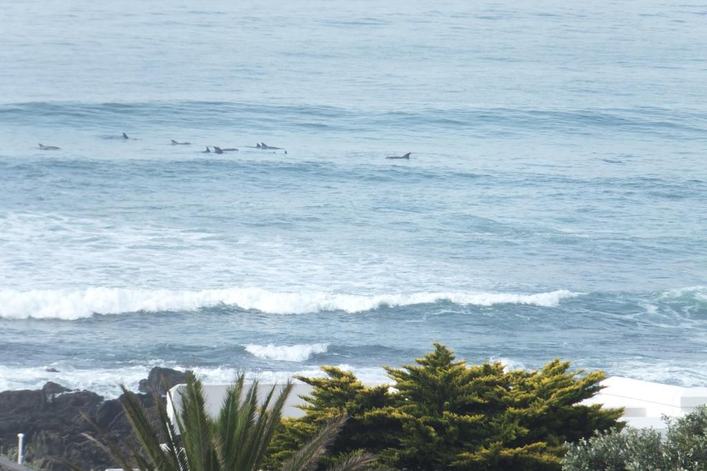 a group of dolphins swimming in the ocean at Ocean Tides in Kini Bay