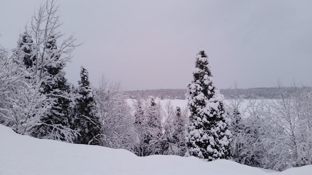 Résidence touristique Lodge des Bois v zimě