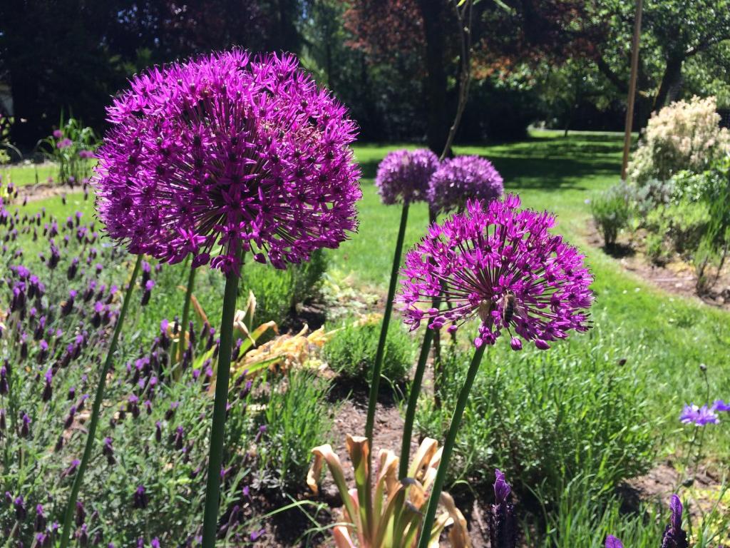 a group of purple flowers in a garden at Wisteria Guest House in Ganges