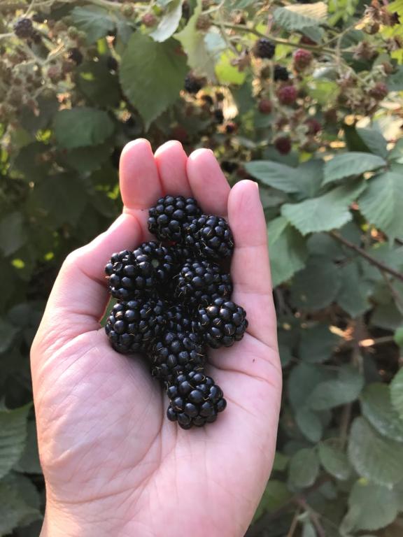 a hand holding a bunch of blackberries at Wisteria Guest House in Ganges