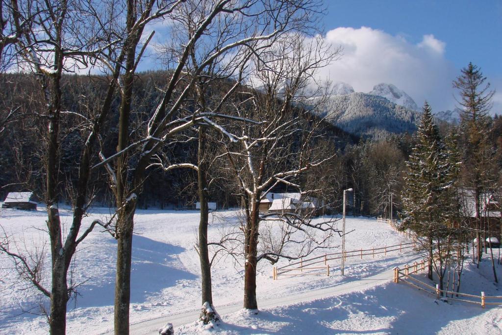 un campo cubierto de nieve con árboles y una valla en U lisa en Zakopane