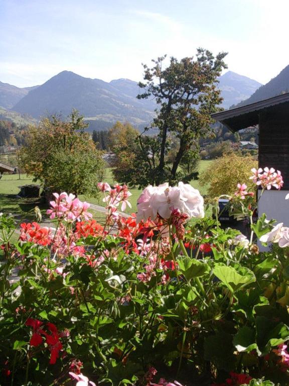 Vista generica sulle montagne o vista sulle montagne dall'interno del bed & breakfast