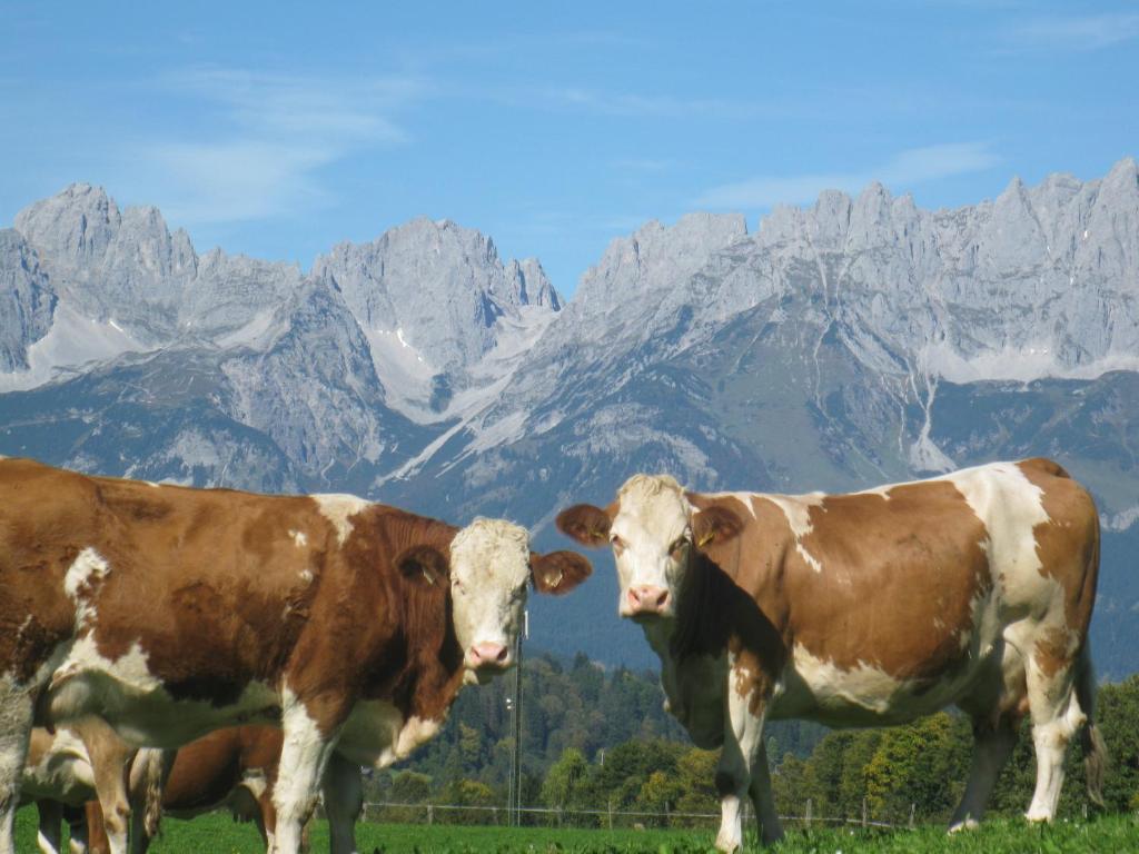 Altri animali domestici presso il bed & breakfast o nei dintorni