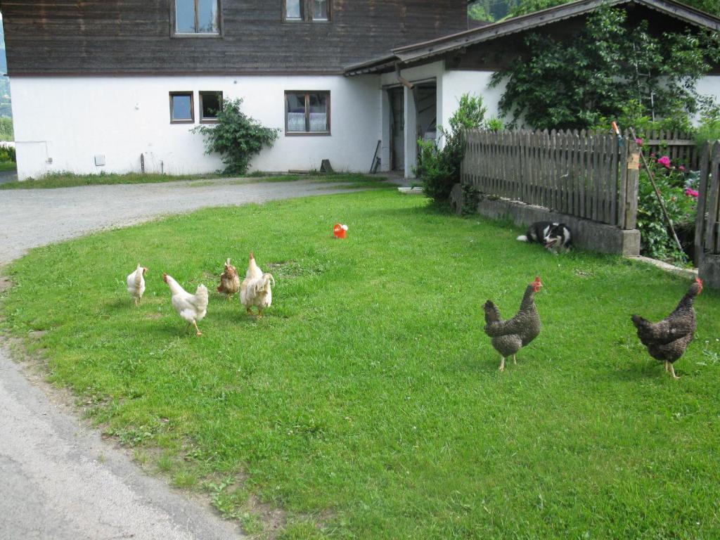 Altri animali domestici presso il bed & breakfast o nei dintorni