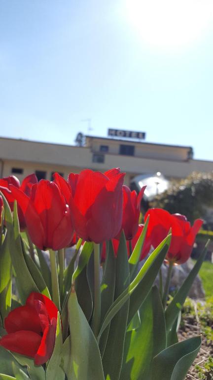 Zahrada ubytování Hotel Vittoria