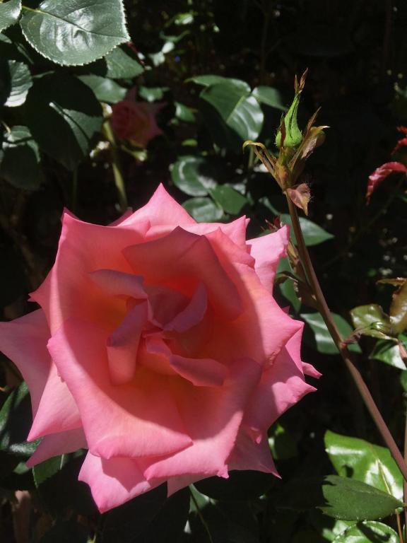 Bluebell Lodge and Cottage - Resim 43