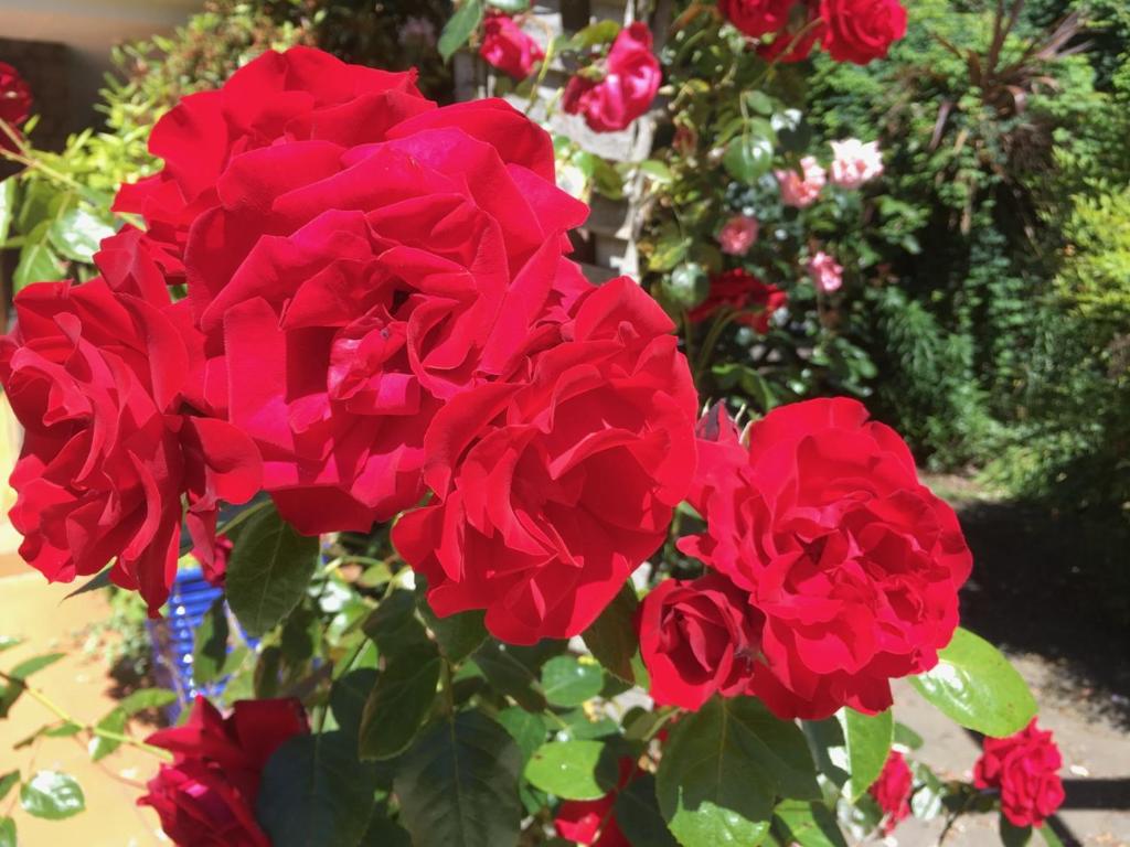 Bluebell Lodge and Cottage - Resim 45