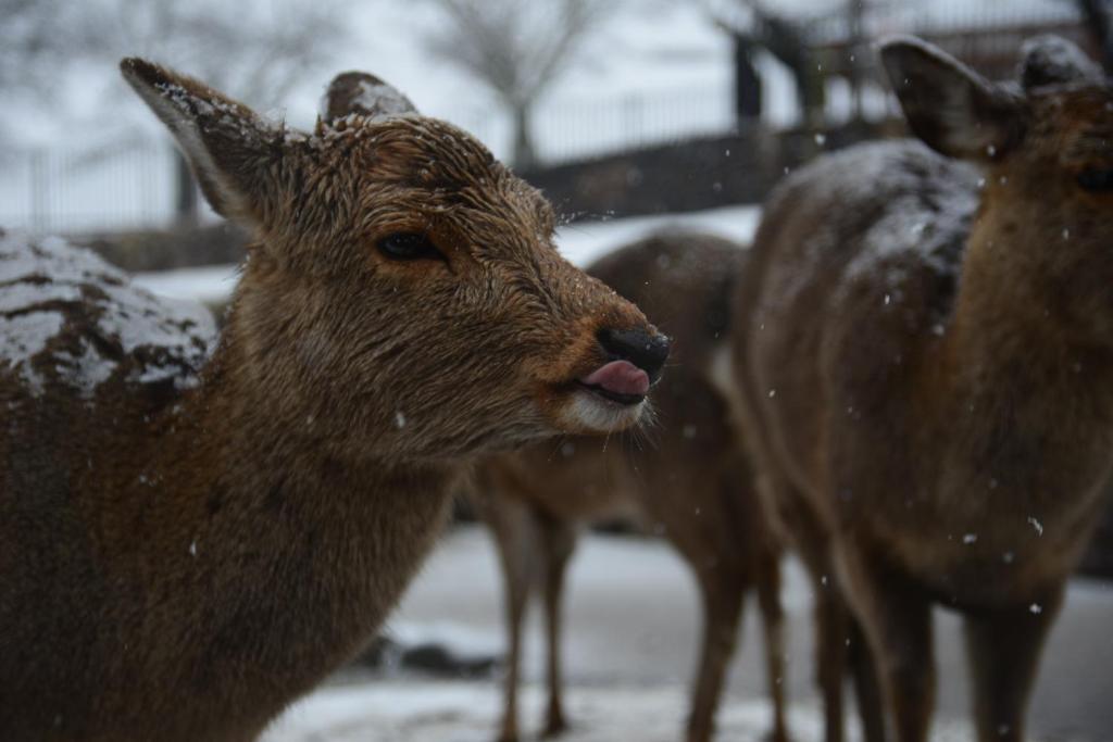 Altri animali domestici presso l'affittacamere o nei dintorni