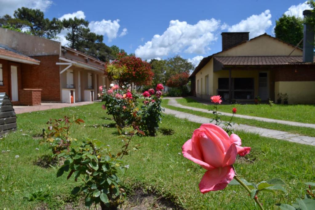 una rosa rosa en el patio de una casa en Alfil Apartamentos Villa Gesell en Villa Gesell