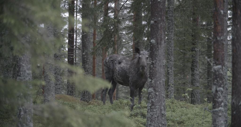 Zvířata v hotelu nebo okolí