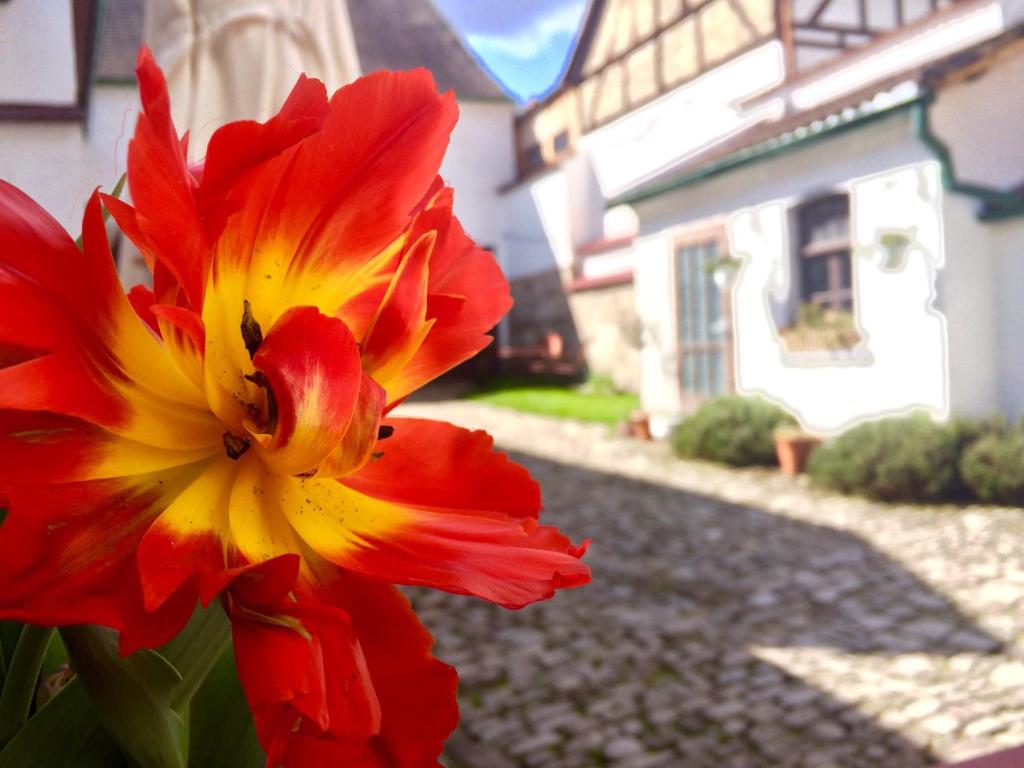 a red and yellow flower in front of a house at 3 Seiten Ferienwohnung in Jena