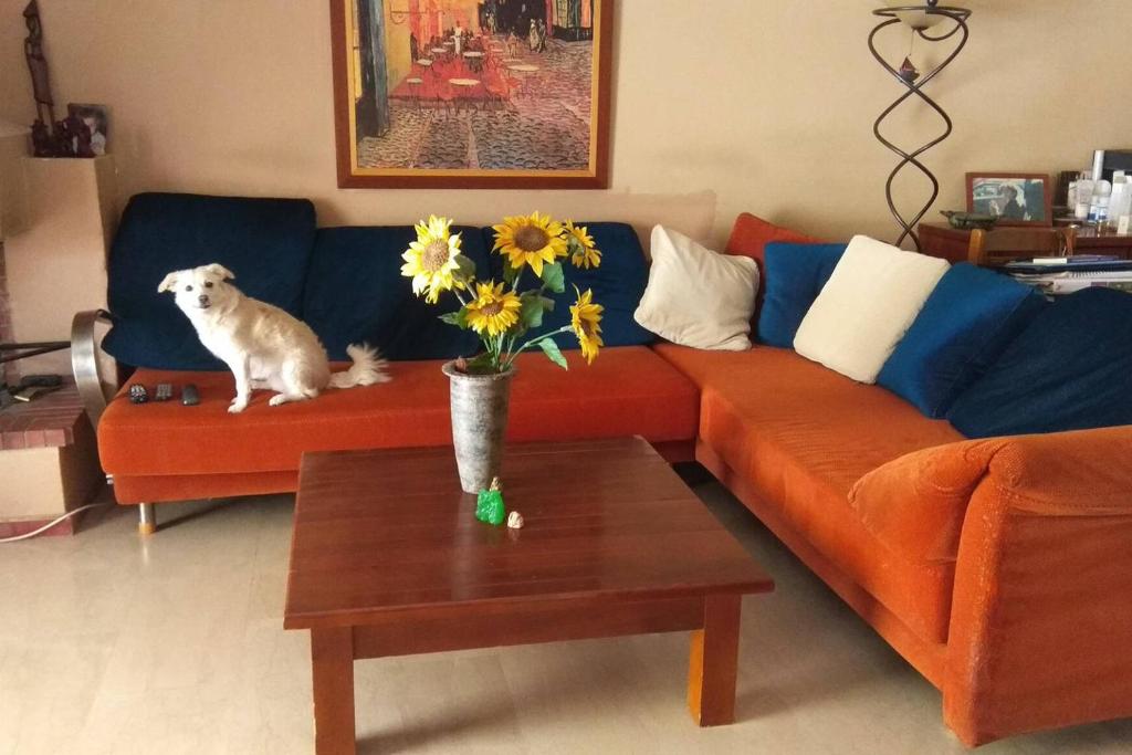 a dog sitting on a couch in a living room at Private Room In a Shared Flat in Thessaloniki