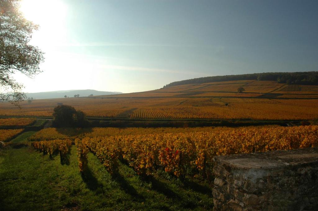 a field of crops with the sun in the background at Les Chambres Buissonnieres in Ladoix Serrigny