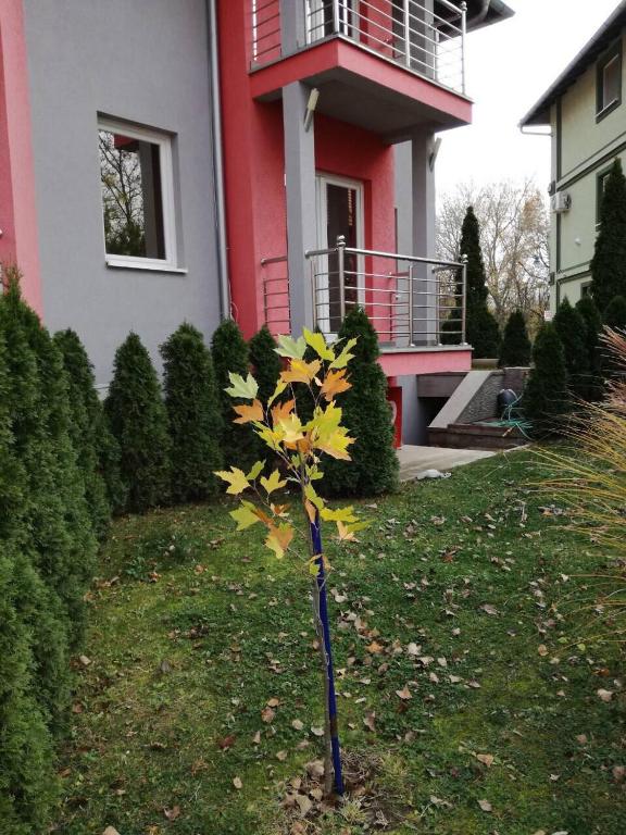 Zahrada ubytování Stela Et Luna