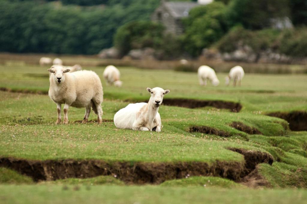 Tiere in der Pension oder in der Nähe