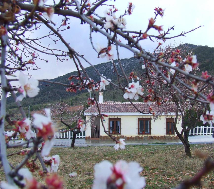een wit huis met een bloeiende boom ervoor bij Vivienda Rural Embalse San Clemente in Huéscar