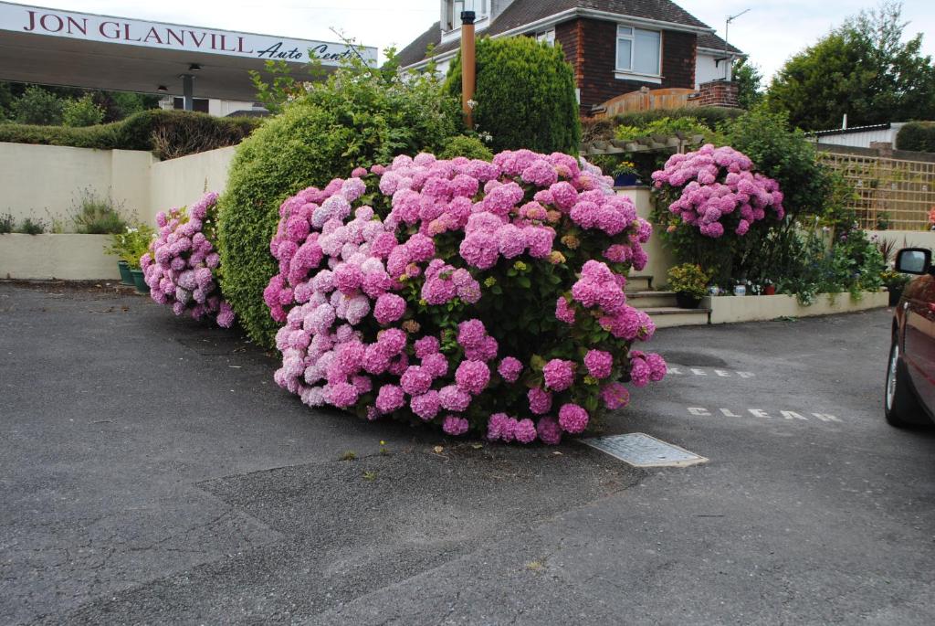 Um ramo de flores cor-de-rosa num parque de estacionamento. em Honeysuckle Bungalow em Torquay