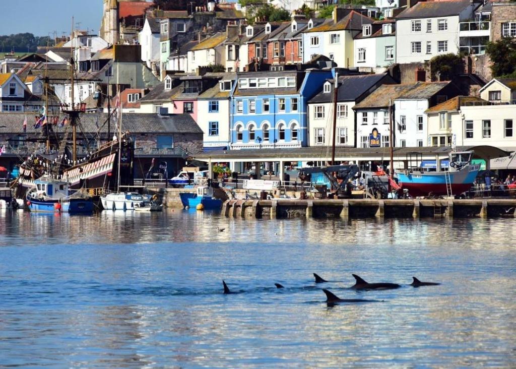 un grupo de delfines nadando en el agua cerca de un puerto en Trelawney Hotel - Guest House en Torquay