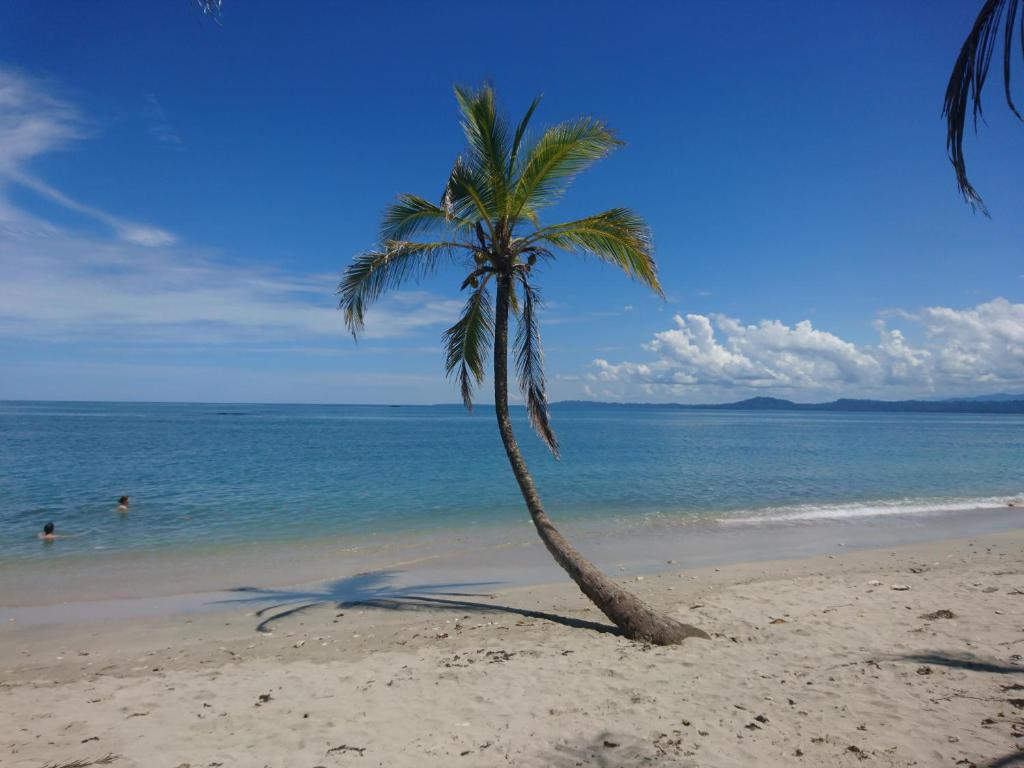 a palm tree on a beach with the ocean at Casa Verde, Cahuita in Cahuita
