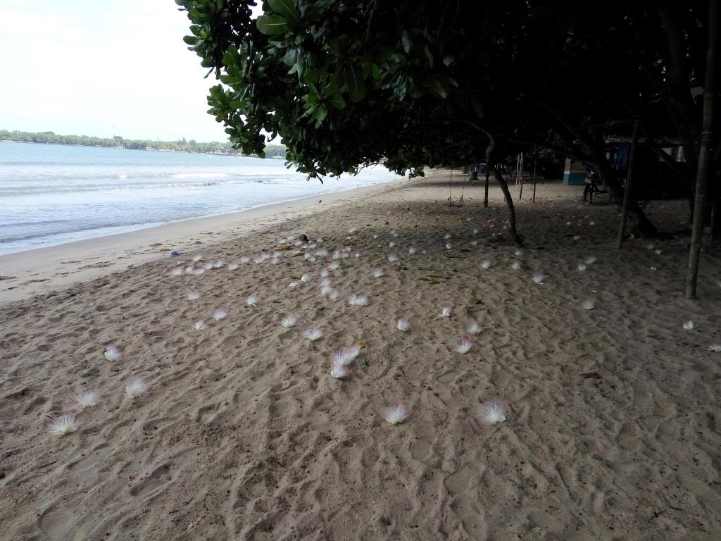 una spiaggia con molte conchiglie sulla sabbia di Lippo Carita Selatan a Carita