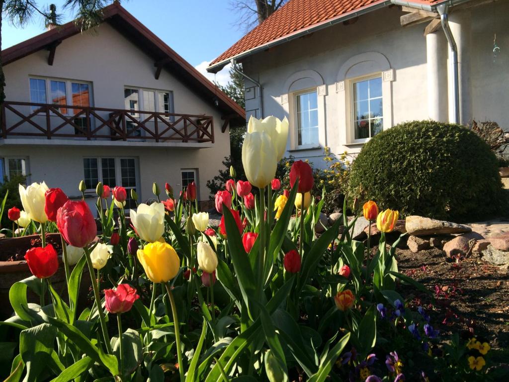 un montón de tulipanes delante de una casa en agroturystyka Orzechowe Wzgórze, en Orzechowo
