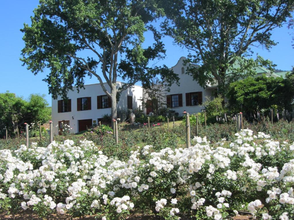 a garden of white flowers in front of a white house at Aan-Den-Weg in Stellenbosch