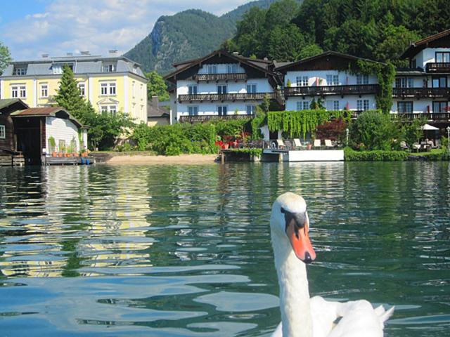 a swan in the water in front of some buildings at Hotel Seerose Wolfgangsee in St. Wolfgang