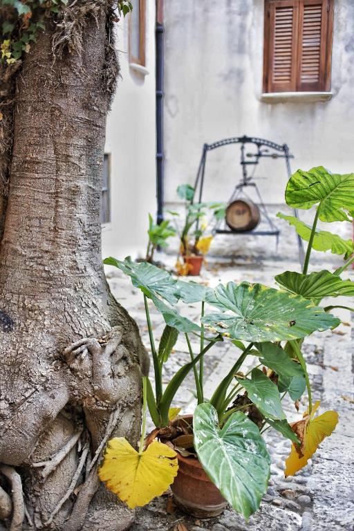 a tree with plants in a pot next to a tree at Affittacamere Garibaldi in Alcamo