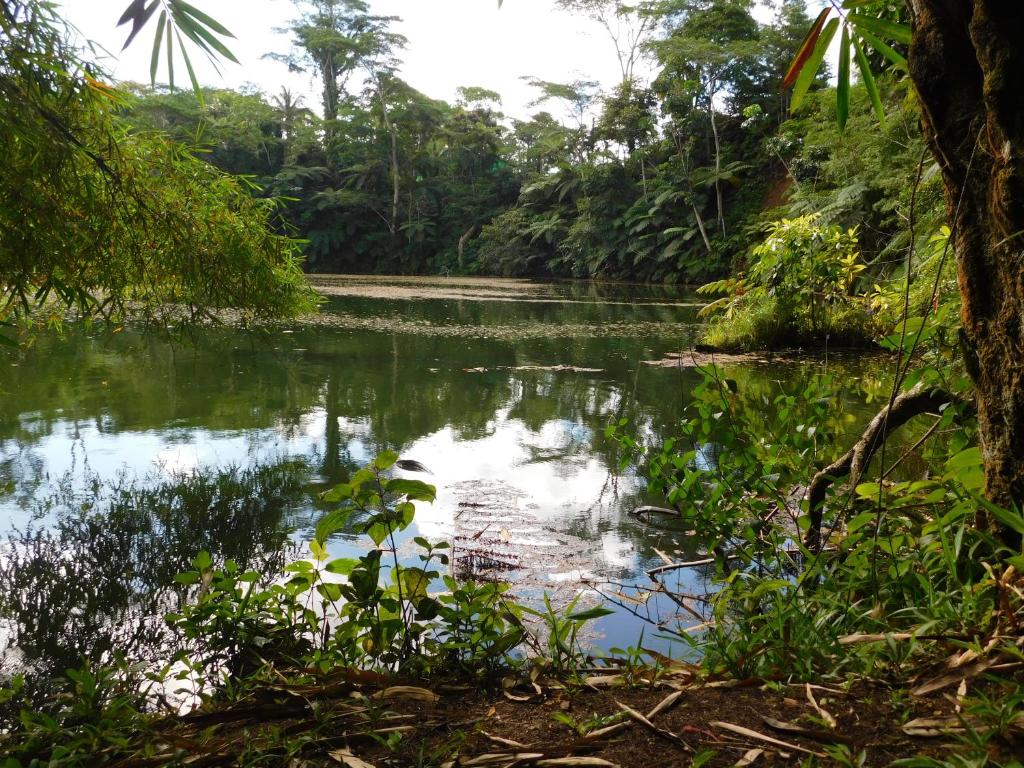 a river in the middle of a forest at Rainforest Eco Lodge in Suva