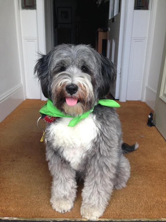 a small gray and white dog wearing a green bow tie at The Olive Branch in St Ives