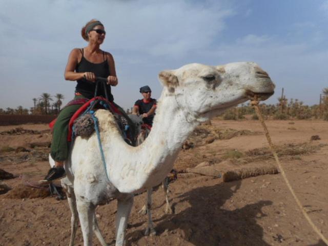 Altri animali domestici presso l'hotel o nei dintorni