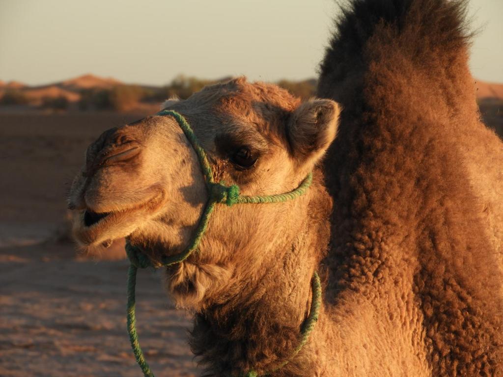 Altri animali domestici presso l'hotel o nei dintorni