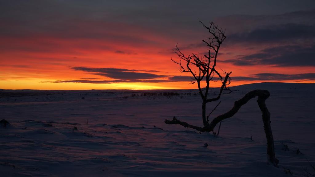 Arctic Aurora Borealis cottages - Housity