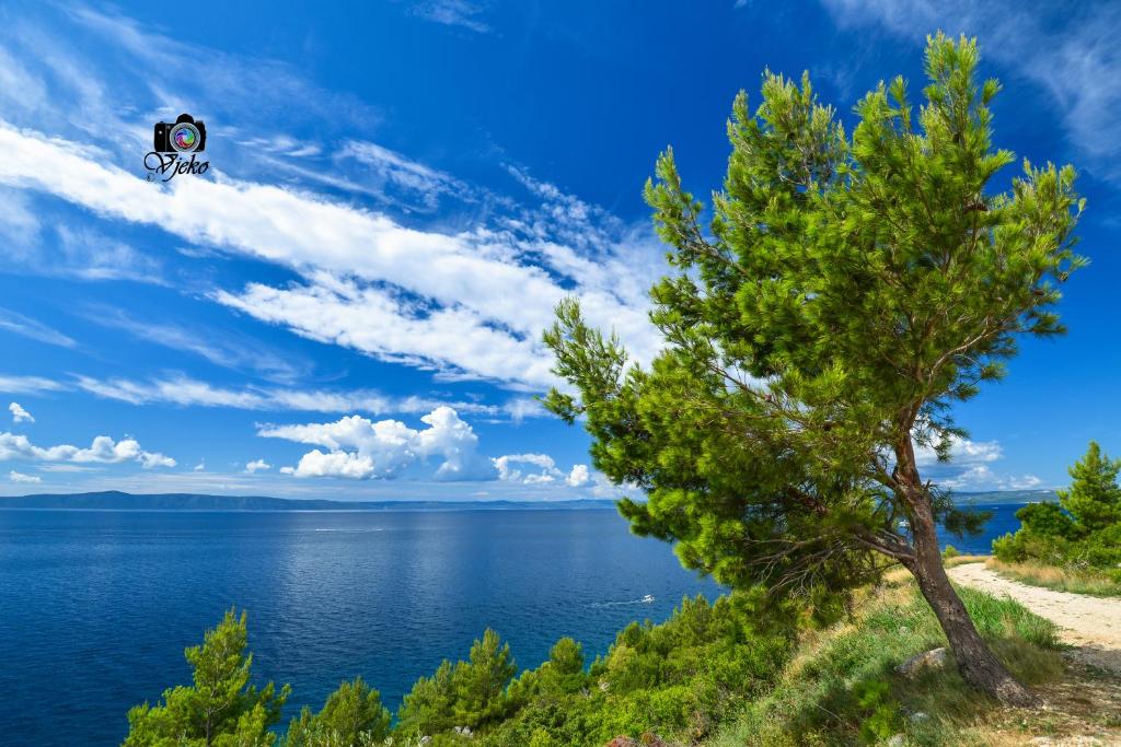 a tree on the shore of a lake at Vila Maslina Apartments mit Pool und Garten nahe am Strand in Tučepi