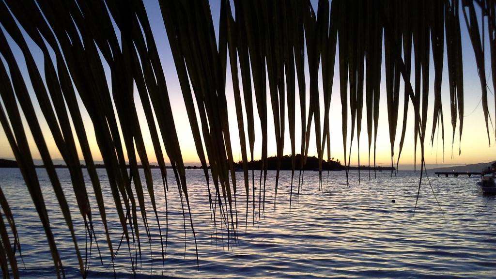 a palm tree in the water at sunset at Village Temanuata in Bora Bora