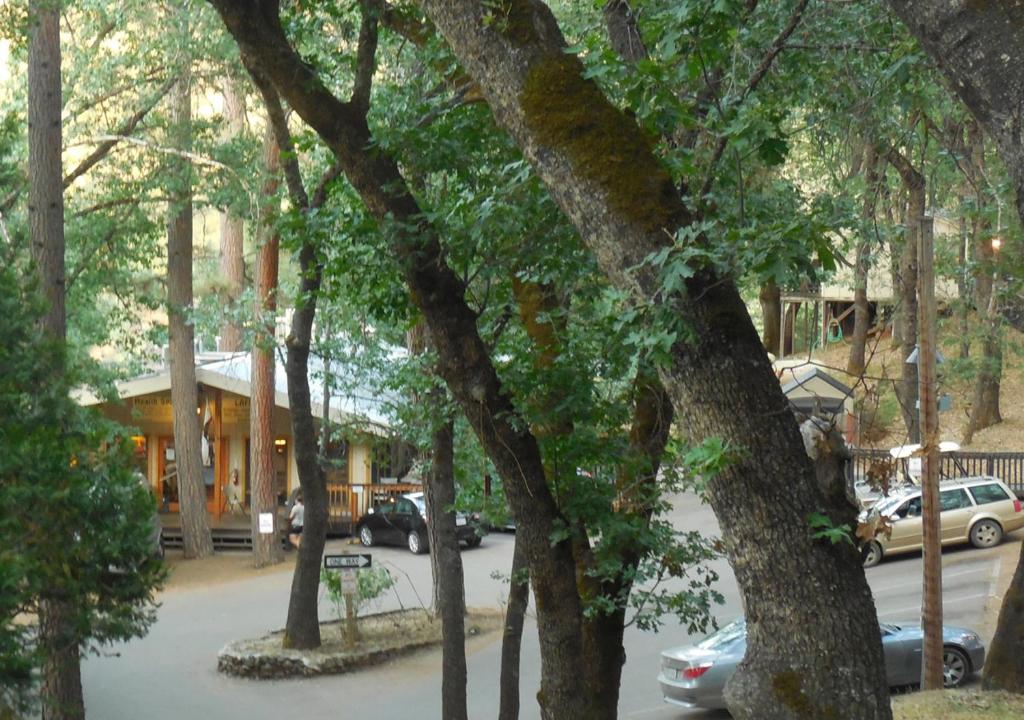 a group of trees with cars parked in a parking lot at Yosemite Bug Rustic Mountain Resort in Midpines