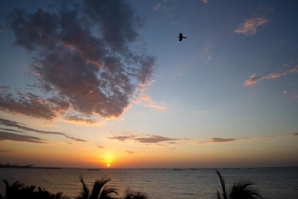 Ein Vogel fliegt bei Sonnenuntergang über dem Meer in der Unterkunft Apartamento con playa privada y piscina in Santa Marta