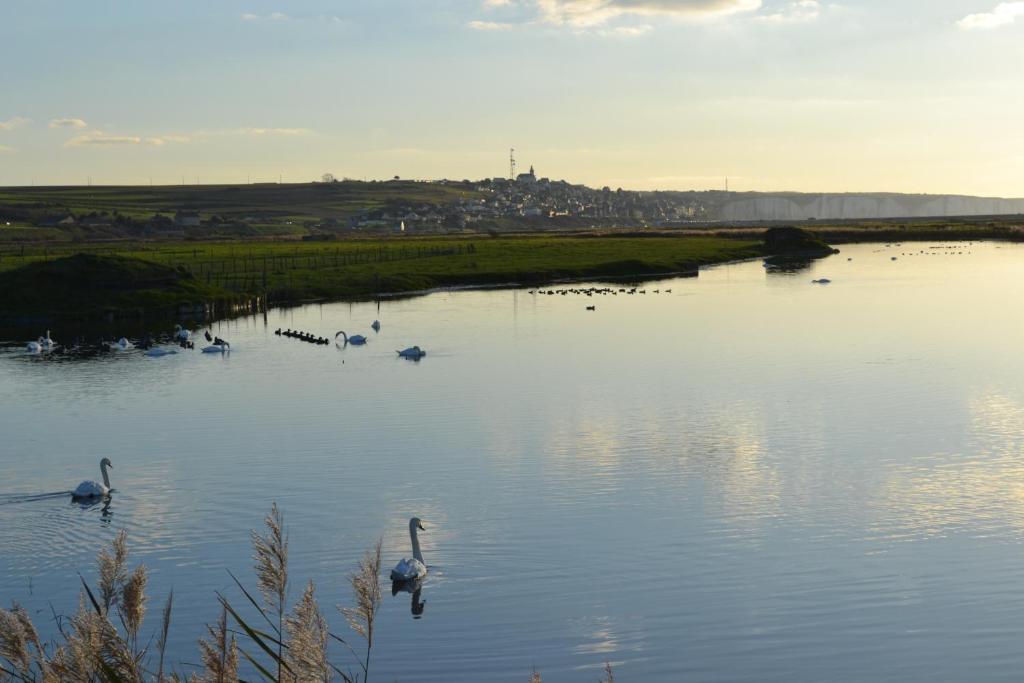 オーにあるAppartement Baie de Sommeの白鳥の群れ