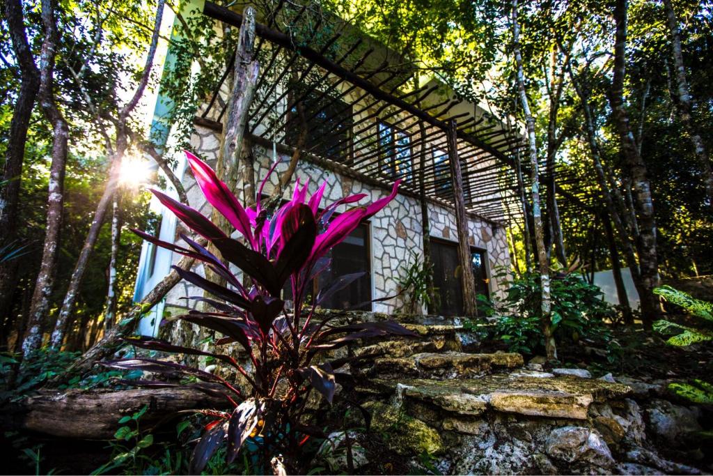 une maison dans les bois avec une plante devant elle dans l'établissement Escarabajo Rojo, à Tulum