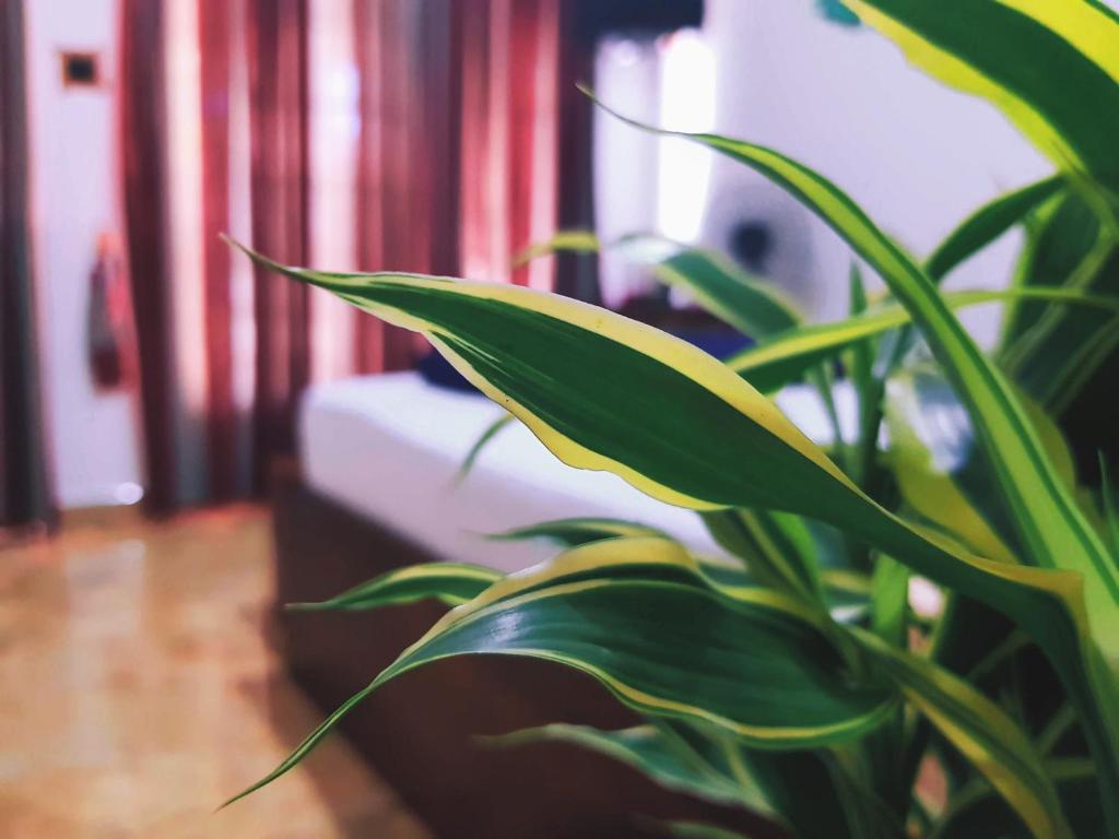 Leisure Dream Inn - 12