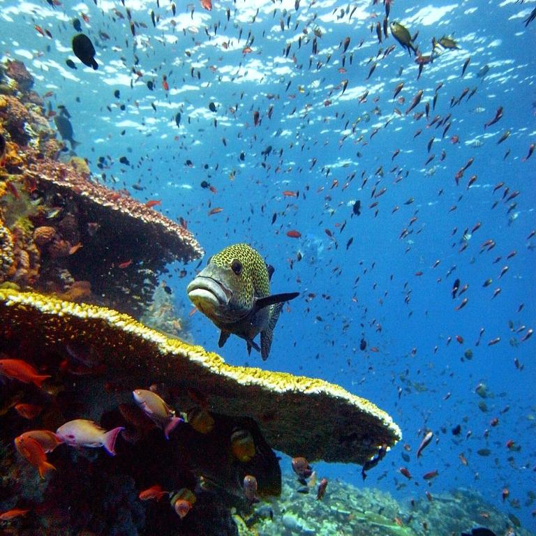 Blue Marlin Dive Komodo