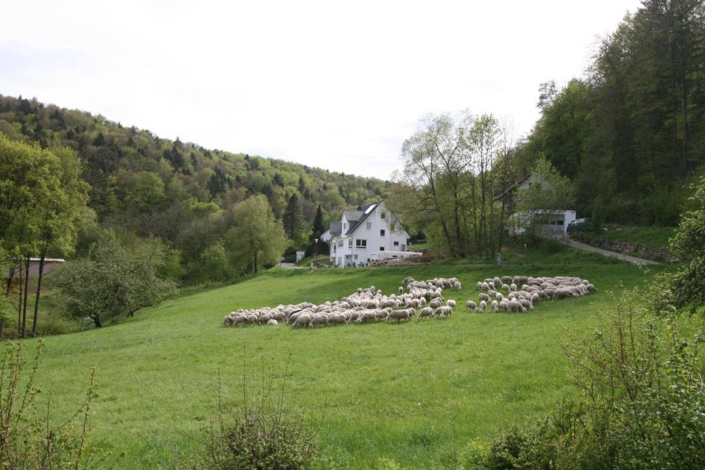 uma manada de ovinos a pastar num campo em frente a uma casa em B&B Arlesbrunnen em Egloffstein