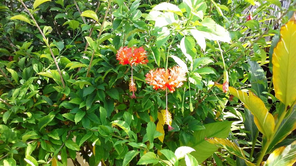 a tree with red flowers and green leaves at Village Temanuata in Bora Bora