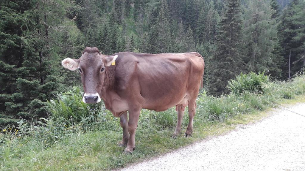 Zvířata v apartmánu nebo okolí