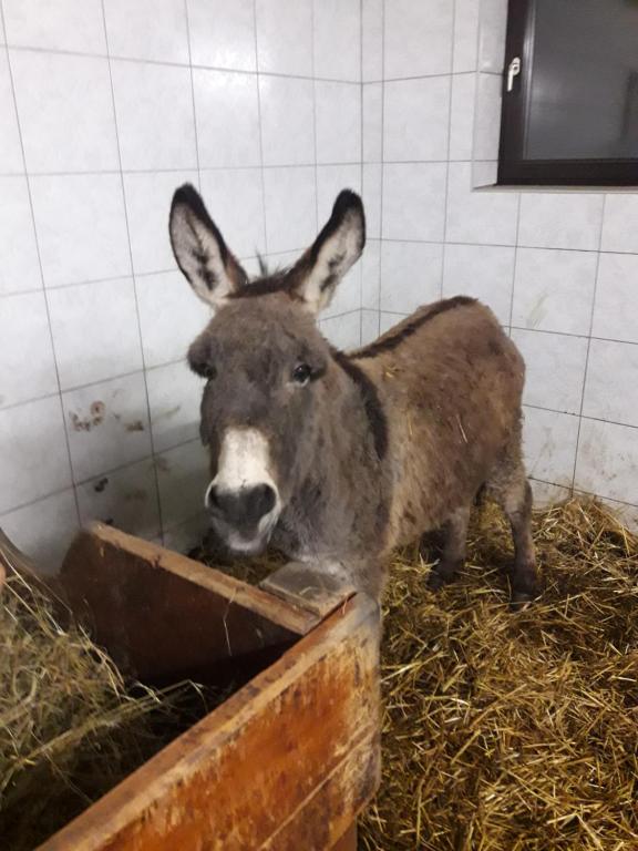 Zvířata v penzionu nebo okolí