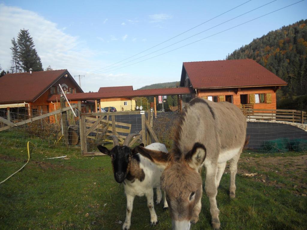 a donkey and a baby goat standing in a field at Auberge du Saut des Cuves in Xonrupt-Longemer