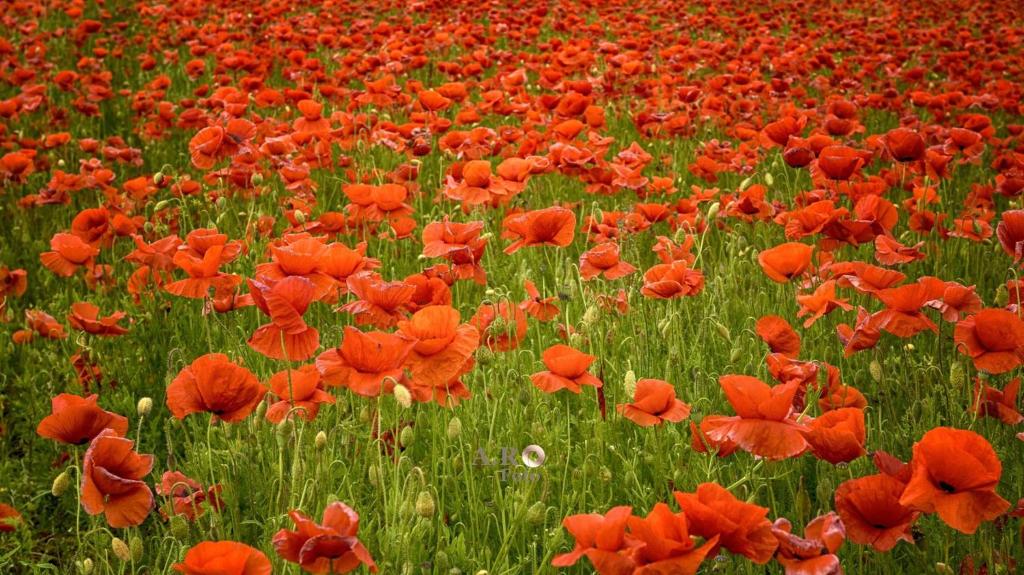 a field of red poppies in a field at Fewo Papst Nordborchen in Nordborchen