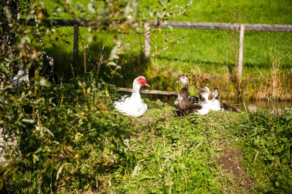 Animales en la estancia rural o alrededores